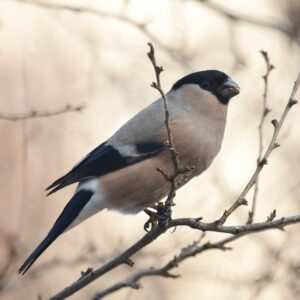 Gil zwyczajny - opis i charakterystyka gila - Przygody przyrody