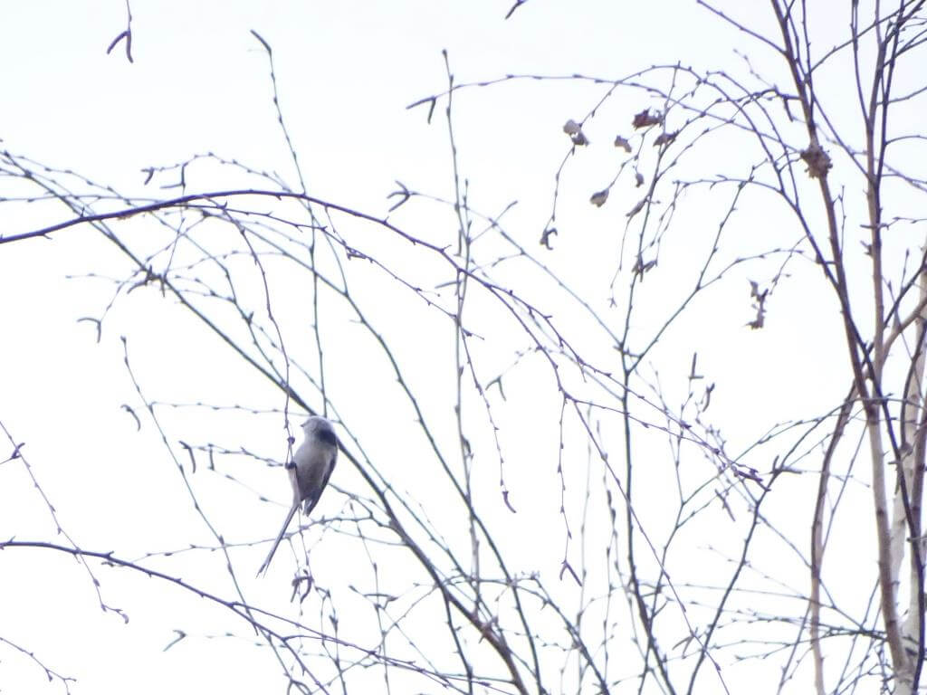 Jesienne ptaki nad Zalewem Zemborzyckim 7