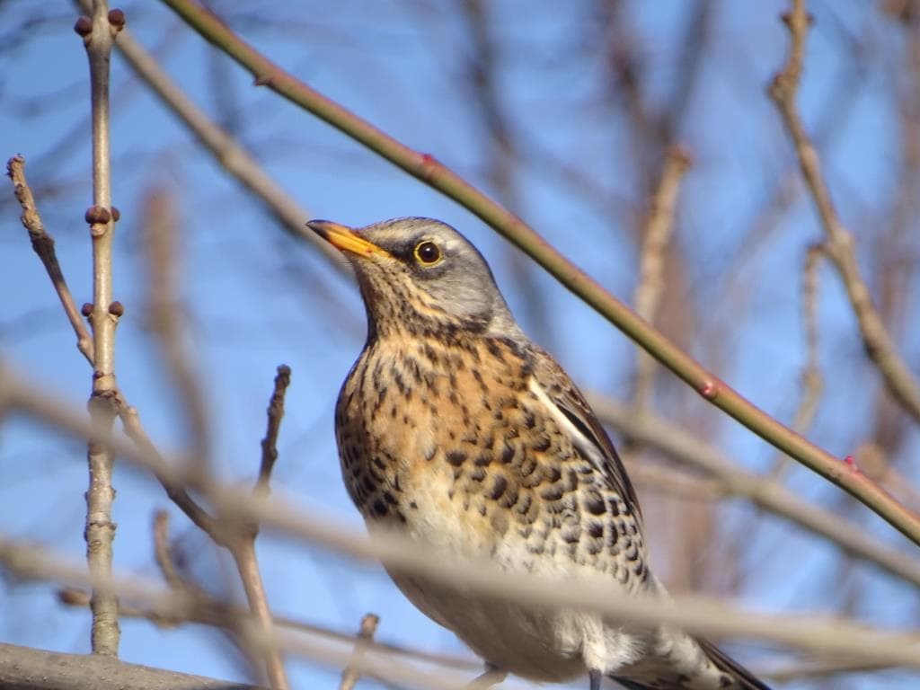 Birdwatching - od czego zacząć przygodę z obserwacją ptaków 1 birdwatching - kwiczoł
