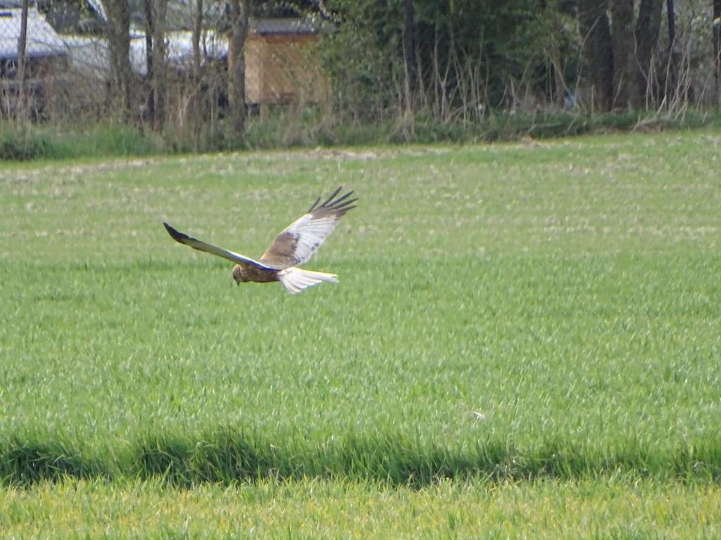 birdwatching w Poleskim Parku Narodowym - błotniak stawowy