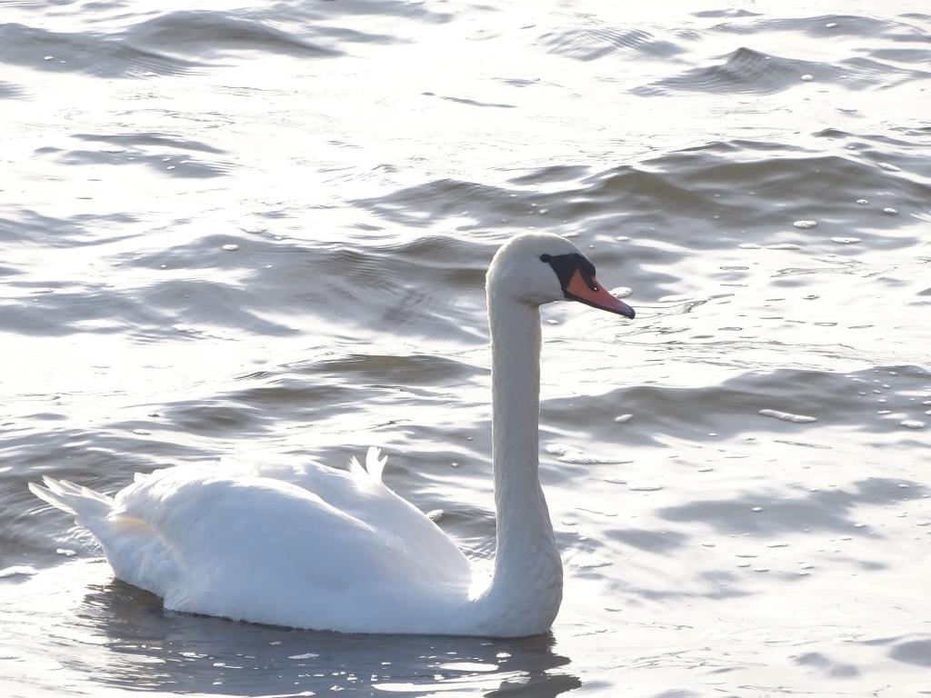 łabędź - Cygnus olor