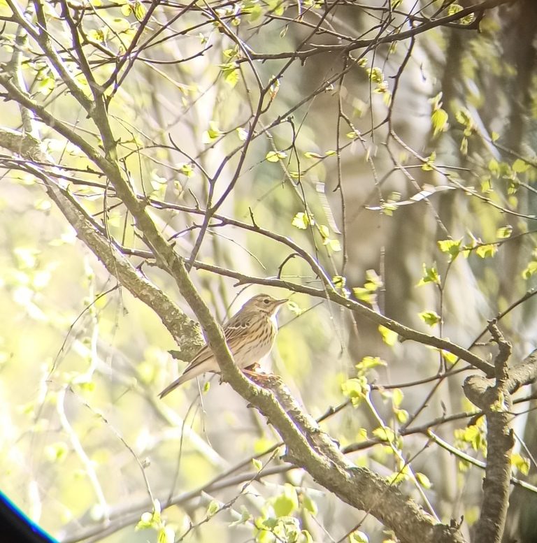 Świergotek drzewny - birdwatching w poleskim parku narodowym