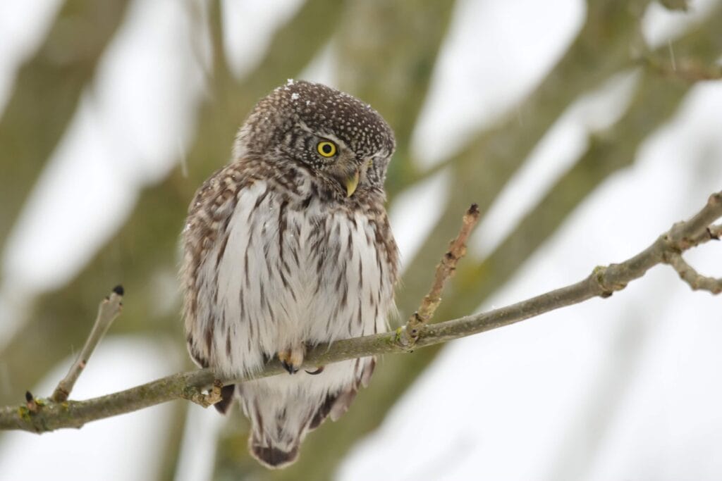 sóweczka - pygmy owl