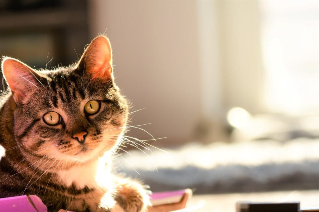 Spacja - ukochany kot domowy 