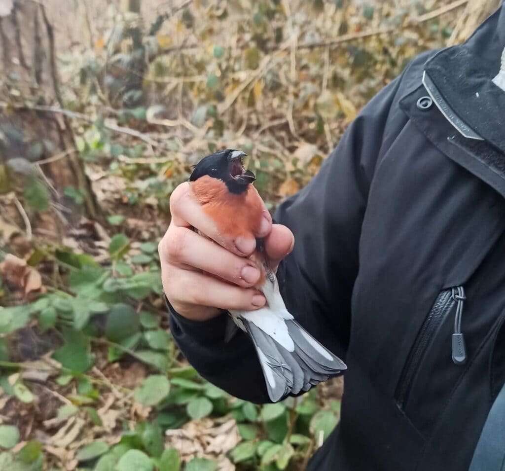 Samiec gila - pierwszy ptak zaobrączkowany w ramach - Akcja Bałtycka 2021 w Kuźnicy na Helu