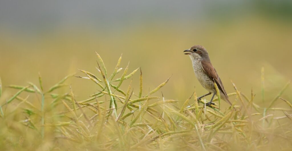 Dolina Bugu - birdwatching i test nowej lornetki 1