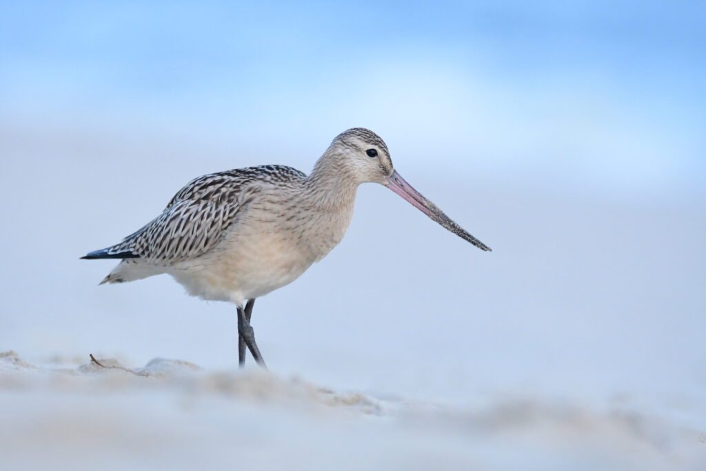 Limosa lapponica, szlamnik