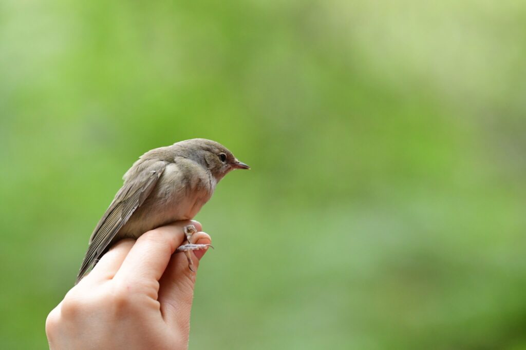 Garden warbler