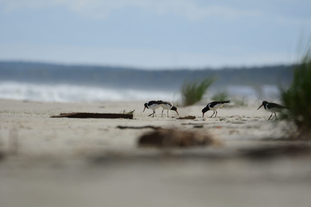 Oystercatchers on the beach in Krynica Morska