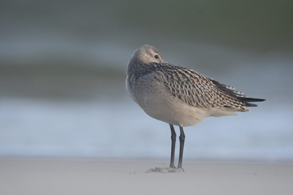 resting bar-tailed godwit