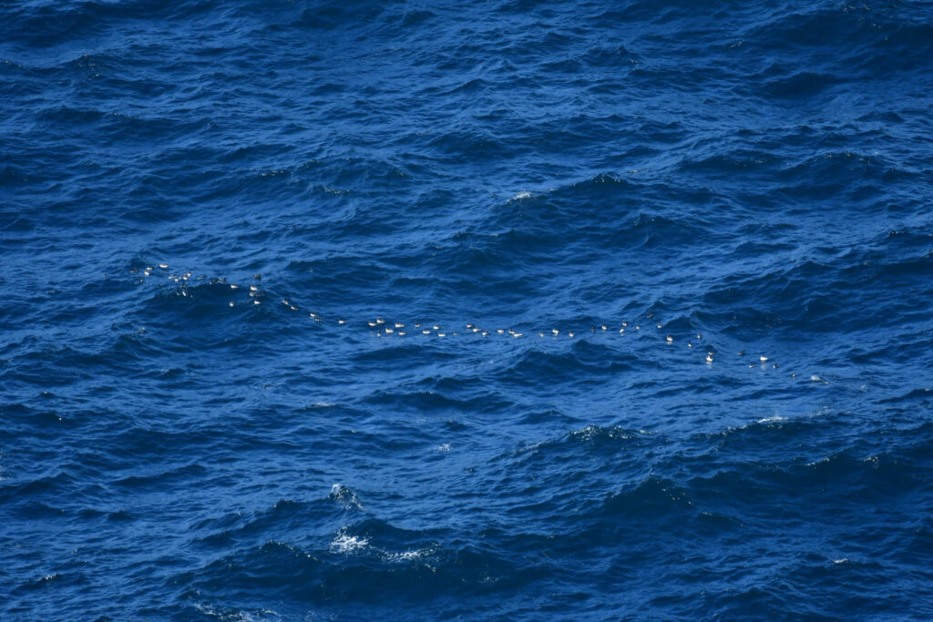 Black guillemot