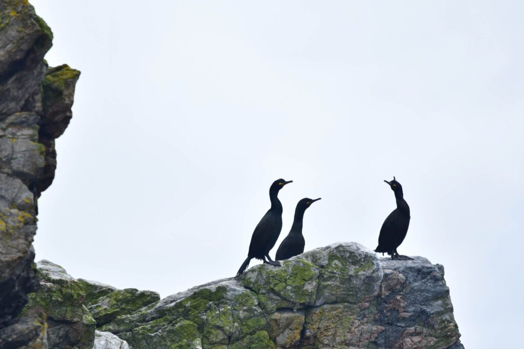 European shag