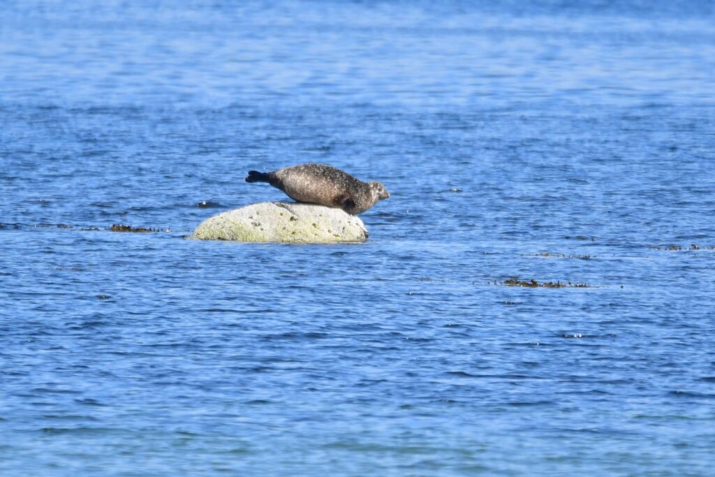 Ringed seal