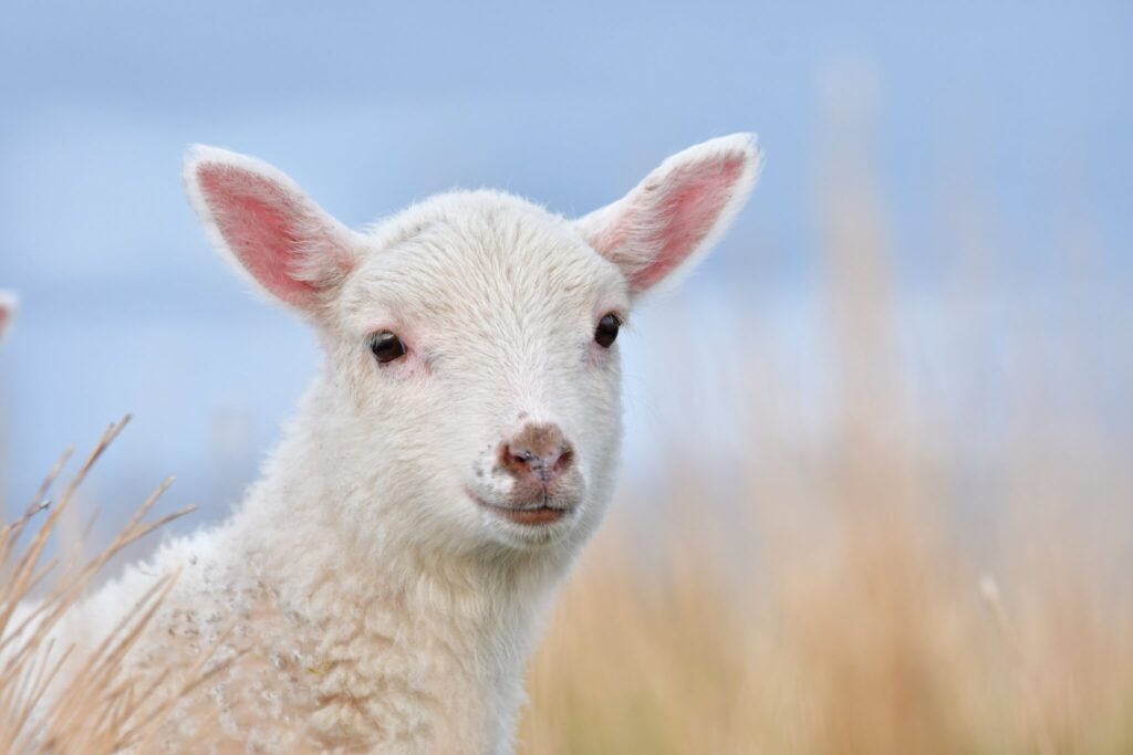 Sheep herds are a fixed and undeniably adorable part of the local environment