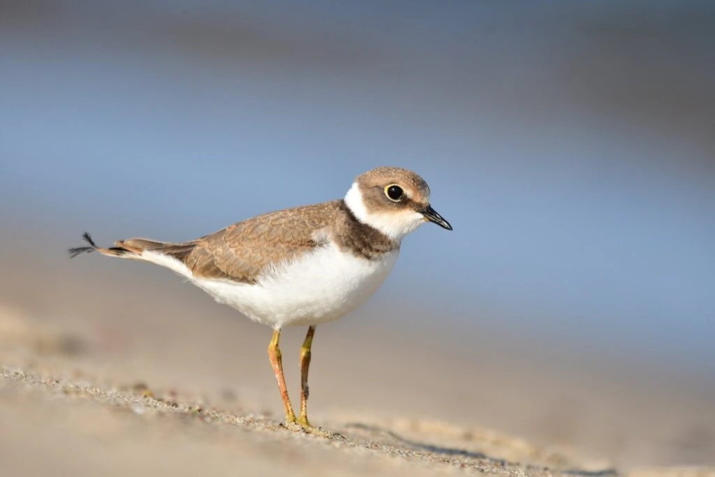 Little ringed plover - Kuling camp