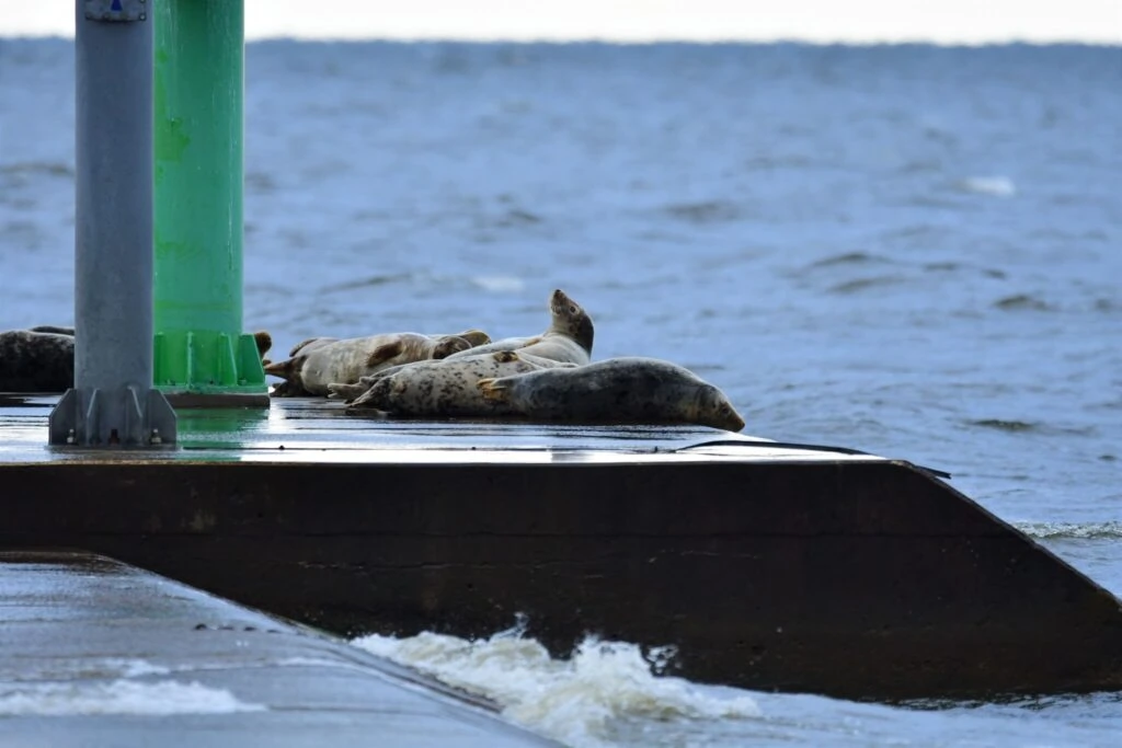 Grey seal