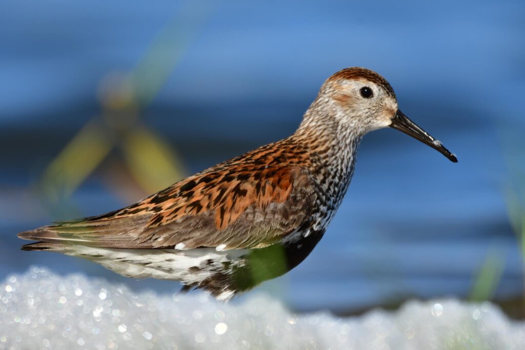 Dunlin