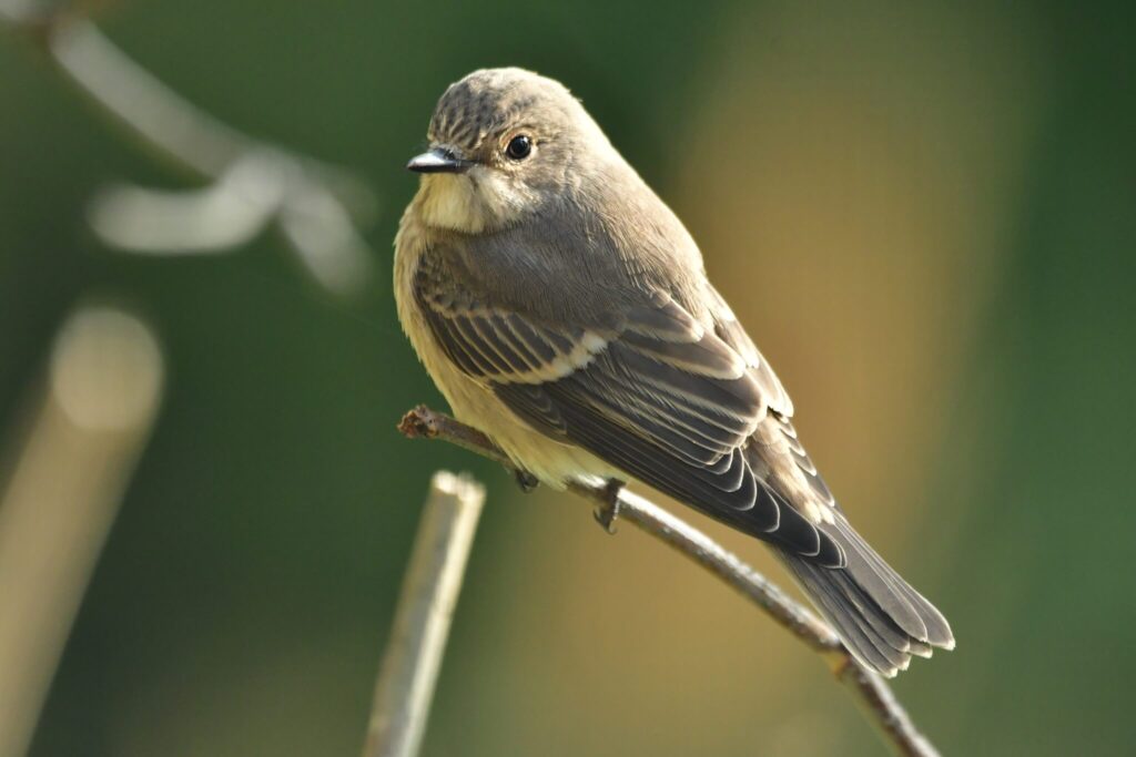 muchołówka szara - Muscicapa striata