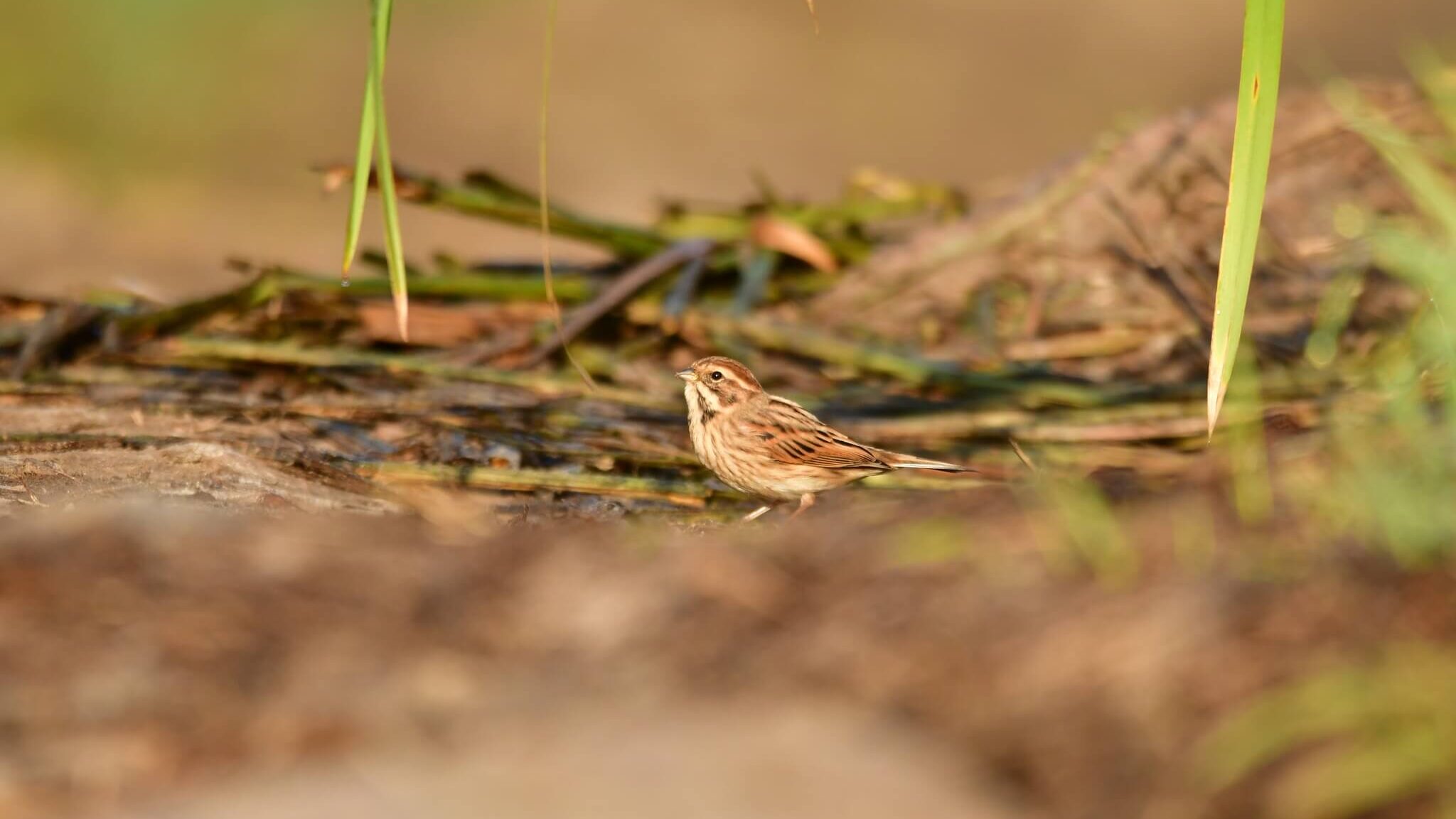 Potrzos - Schoeniclus schoeniclus - wróbel trzcinowy