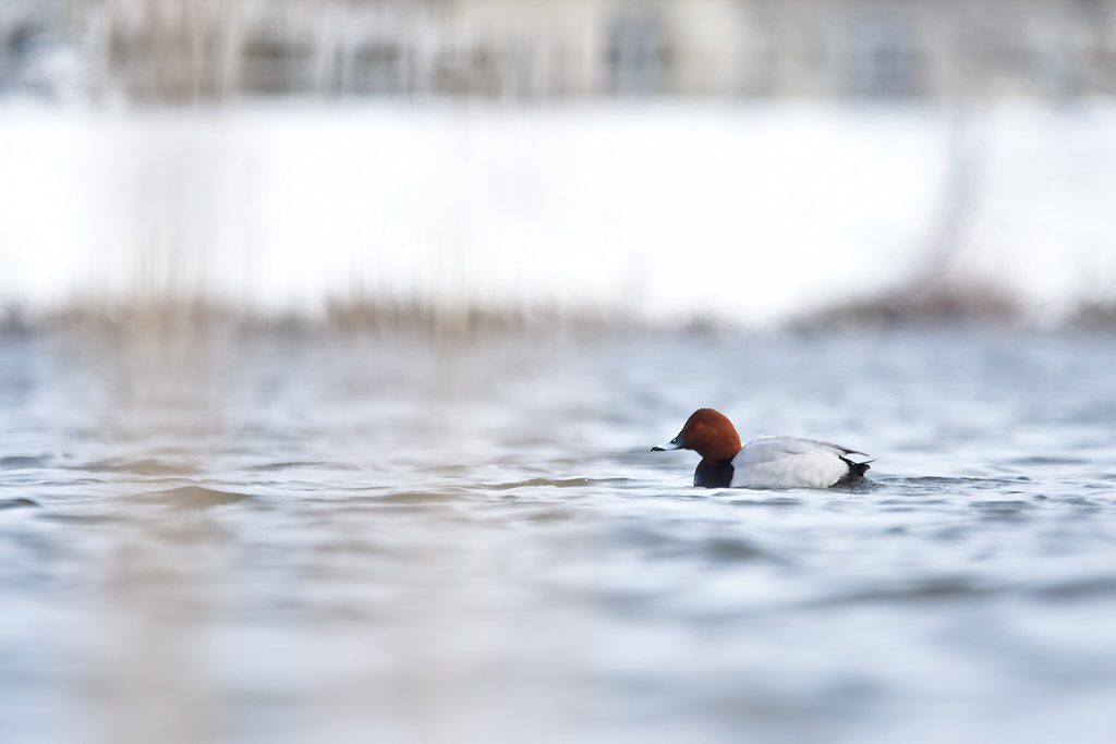 Ptaki zimujące w Polsce - zimowy birdwatching z Przygody przyrody