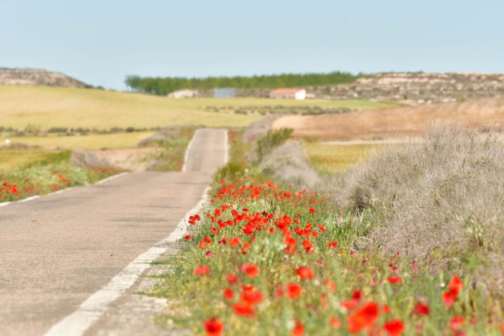 Roadside poppies in Aragon