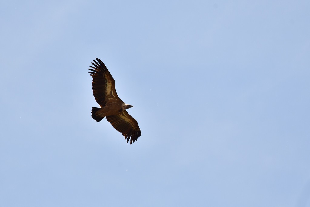 Eurasian griffon vulture