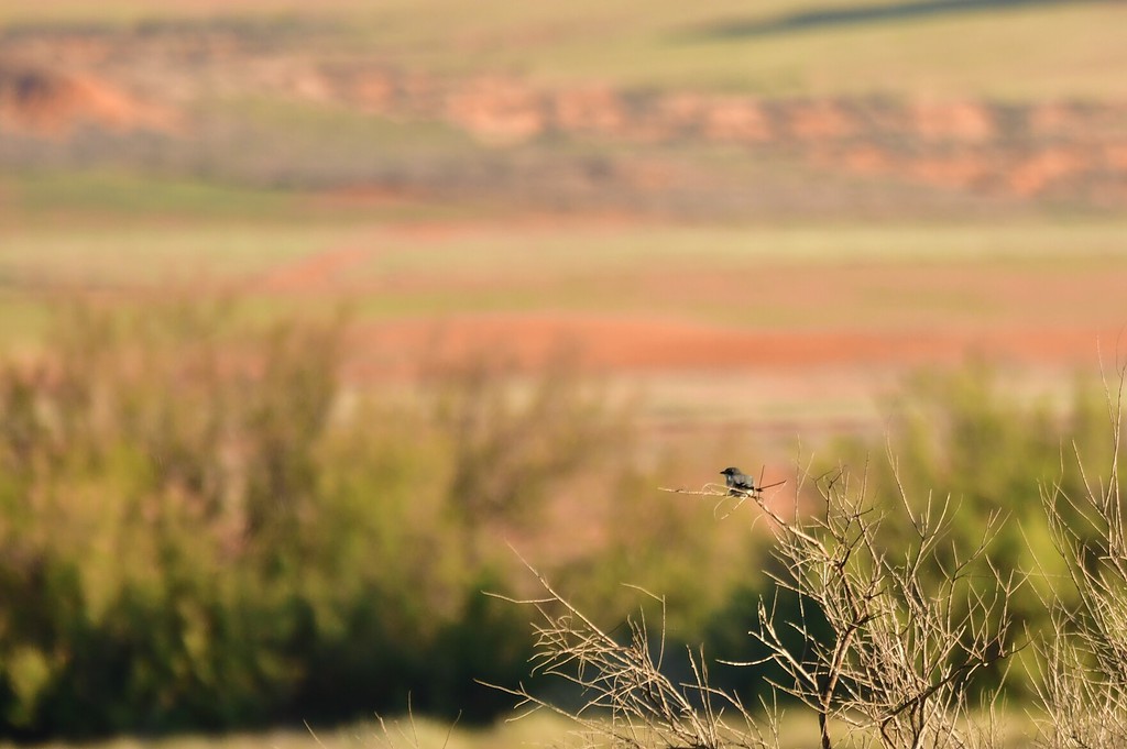 Iberian grey shrike