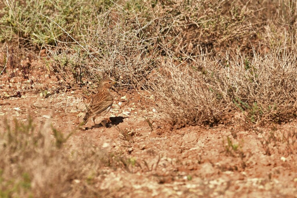 Mediterranean short toed lark