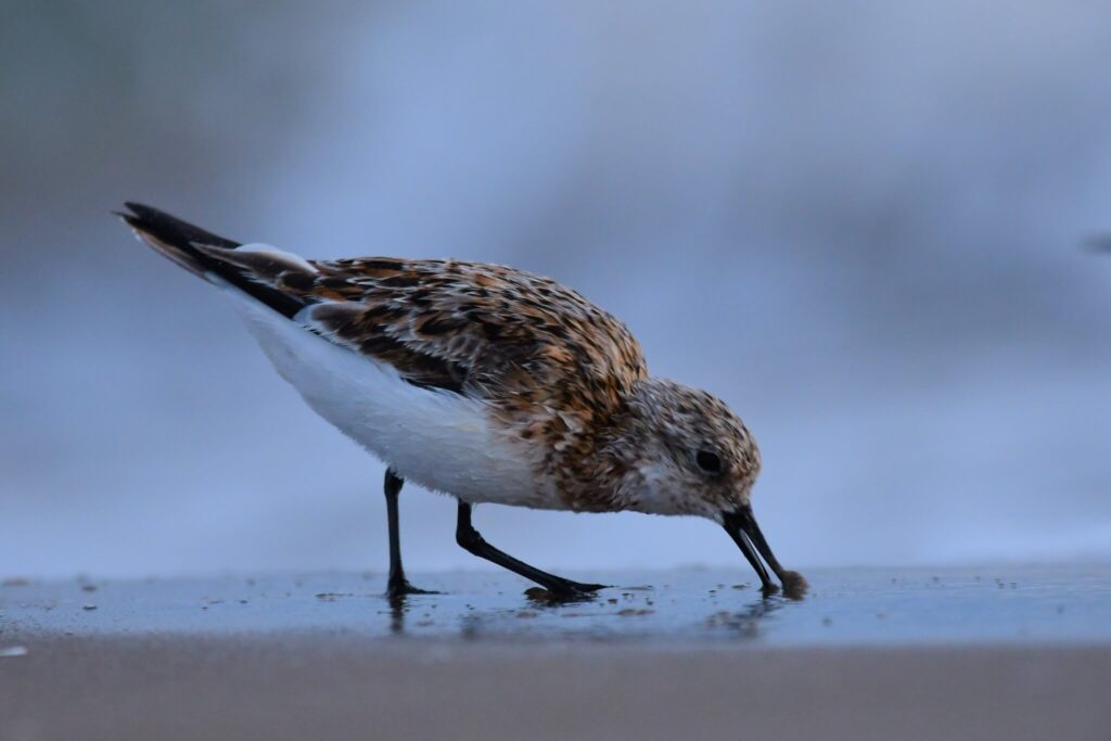 Sanderling