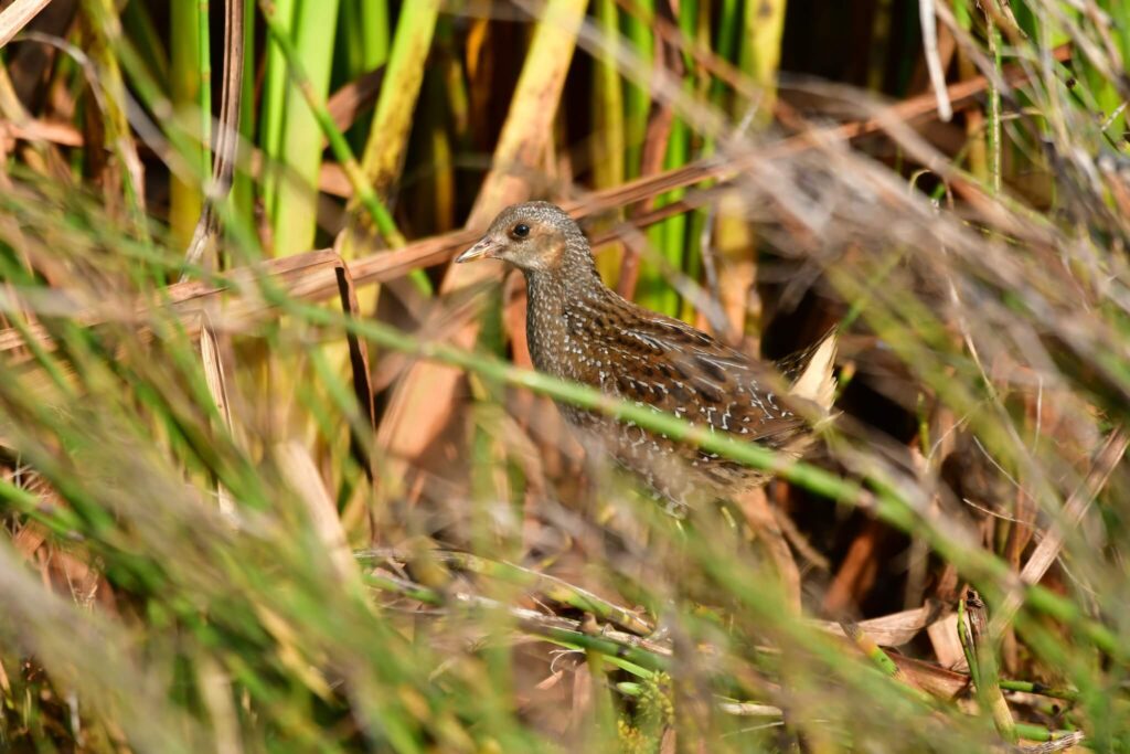 Kropiatka - porzana porzana - Spotted crake