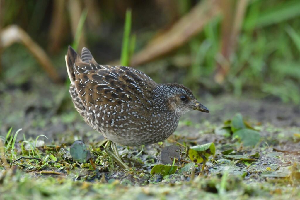 kureczka nakrapiana, kropiatka, spotted crake, porzana porzana