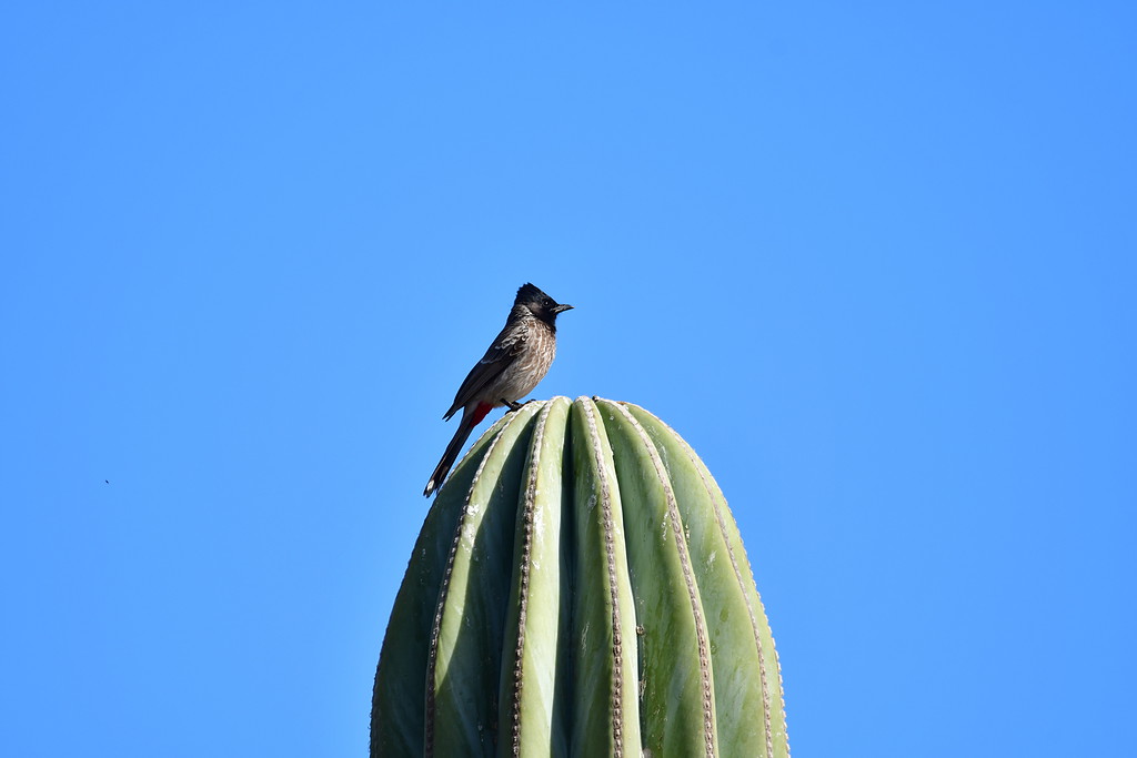 Red-vented bulbul