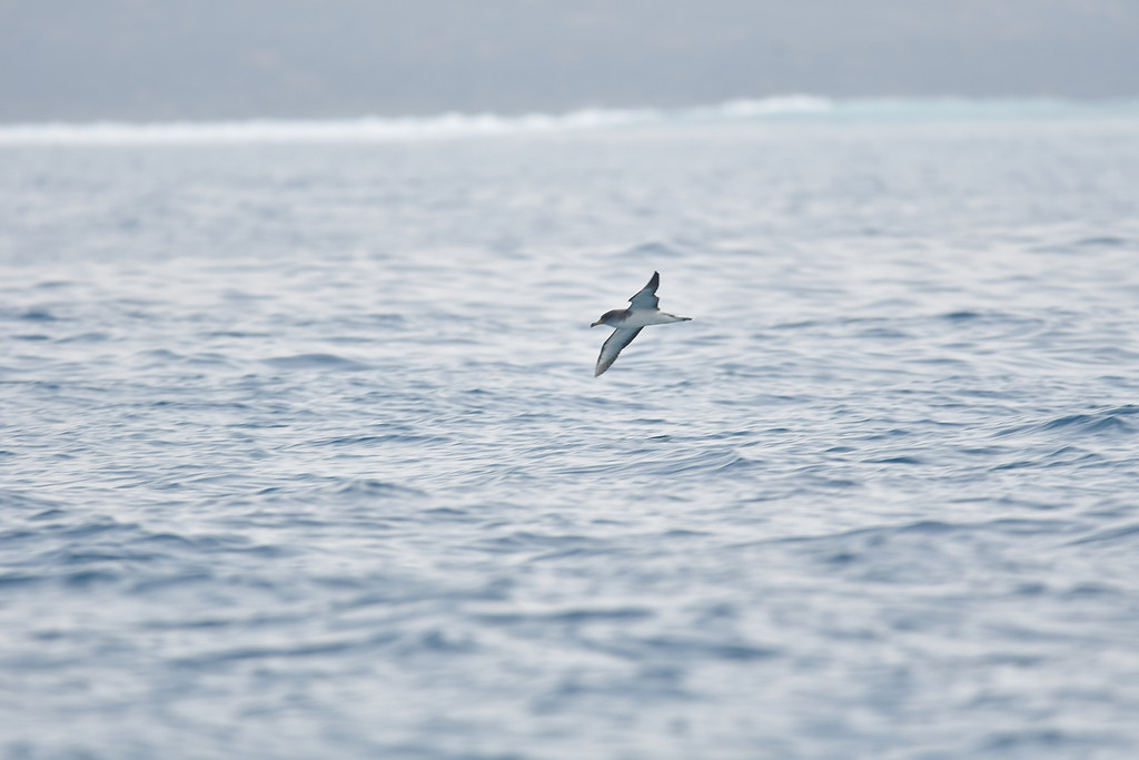 Scopoli's shearwater