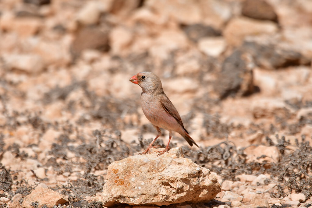 Trumpeter finch