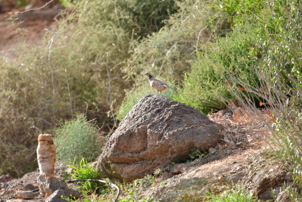 Barbary partridge