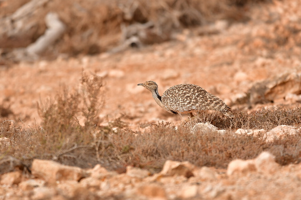 Houbara bustard