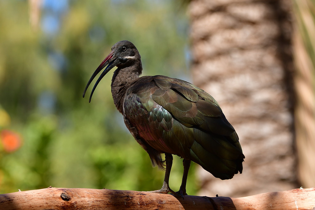 Ibis białowąsy