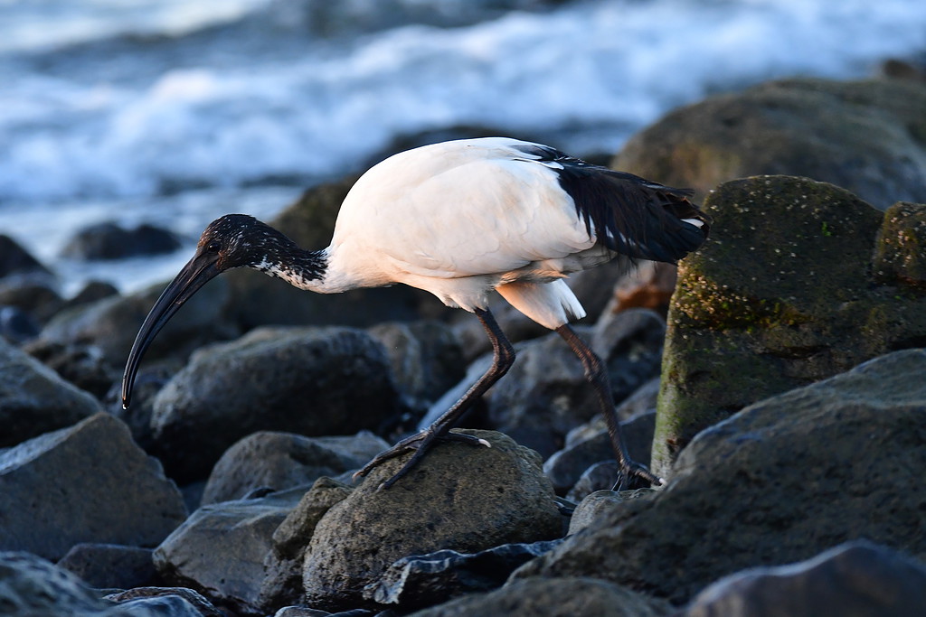 African sacred ibis