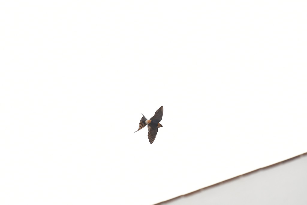 Red-rumped swallow