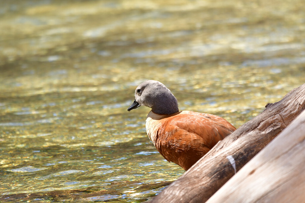 Ruddy shelduck