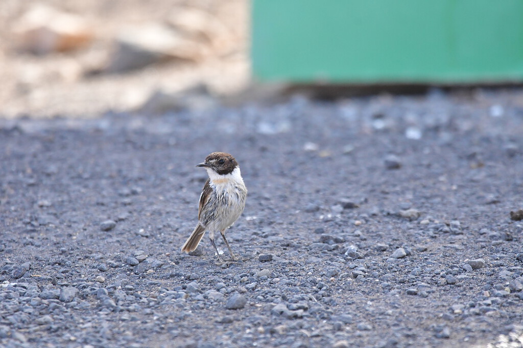 Fuerteventura Stonechat