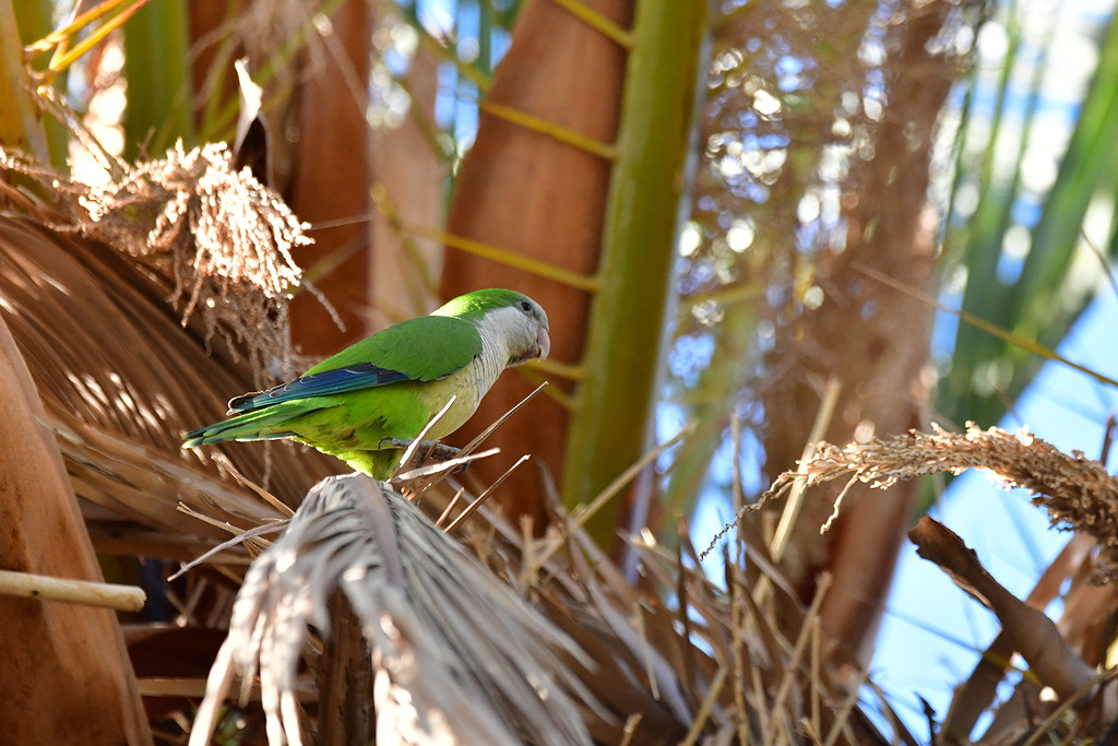 Monk parakeet