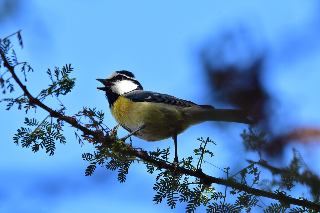 African blue tit