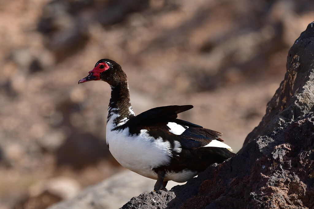 Muscovy duck