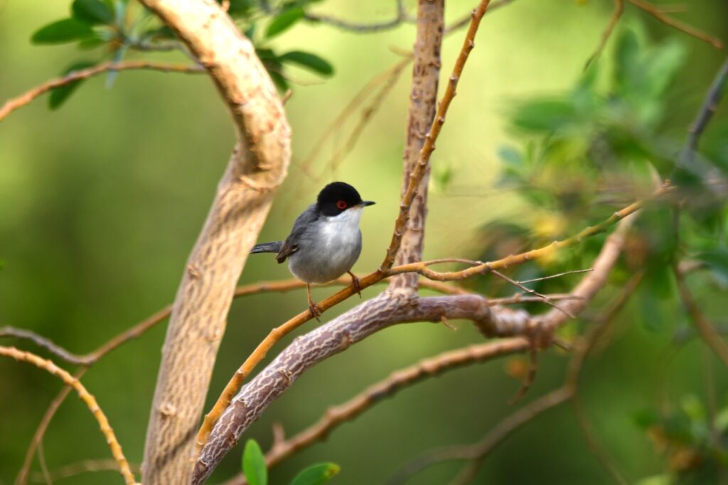 Sardinian warbler