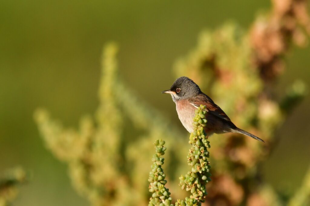 Spectacled warbler