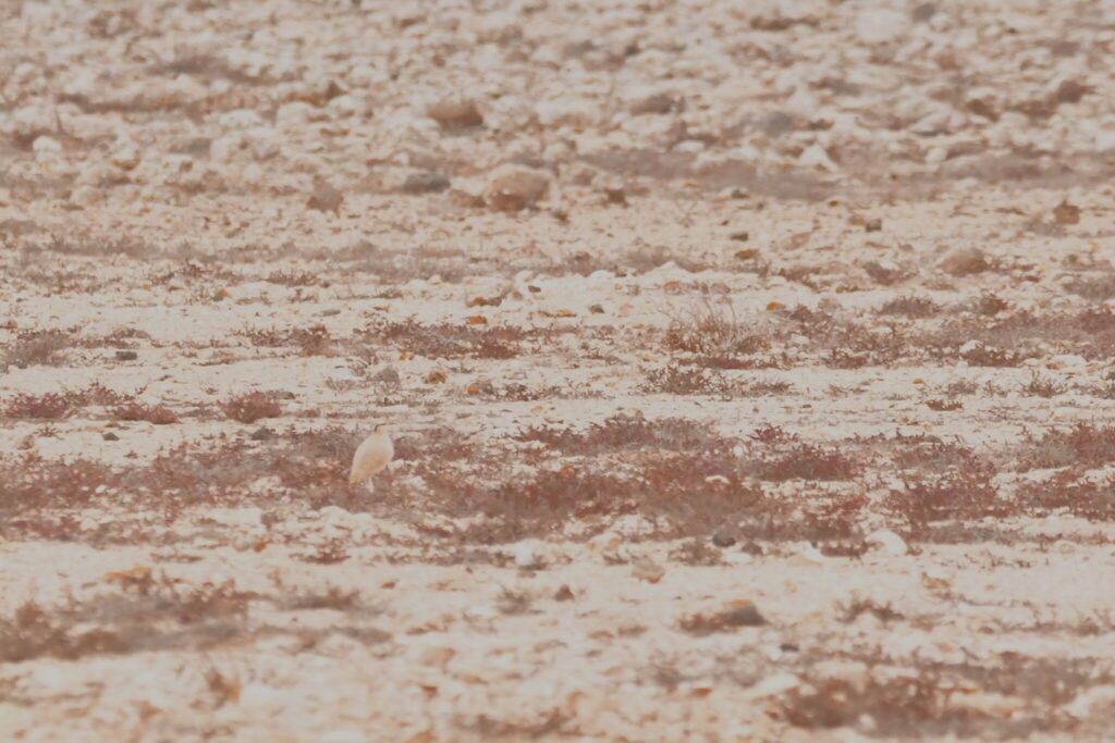 Cream-colored courser