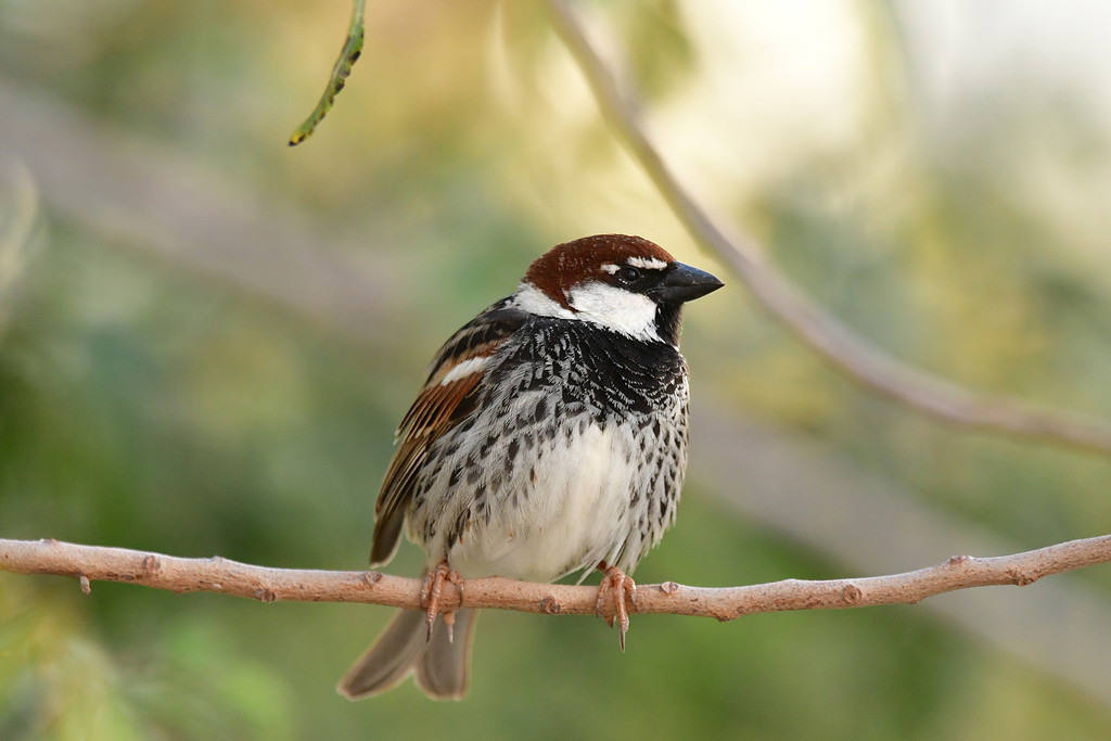 Spanish sparrow