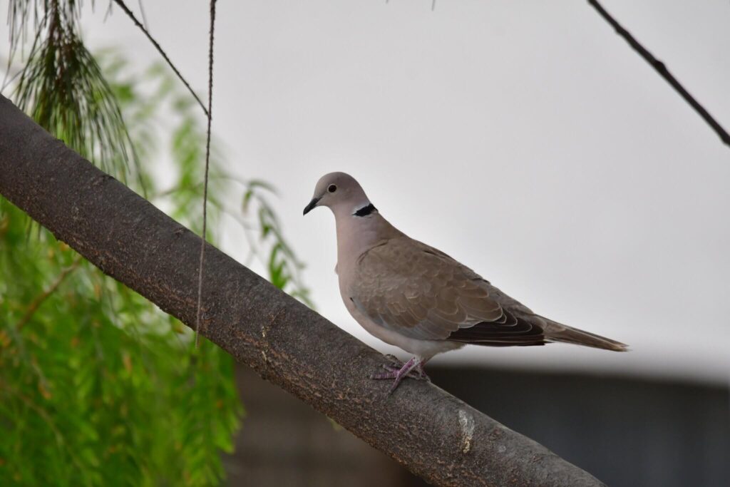 African Collared-Dove