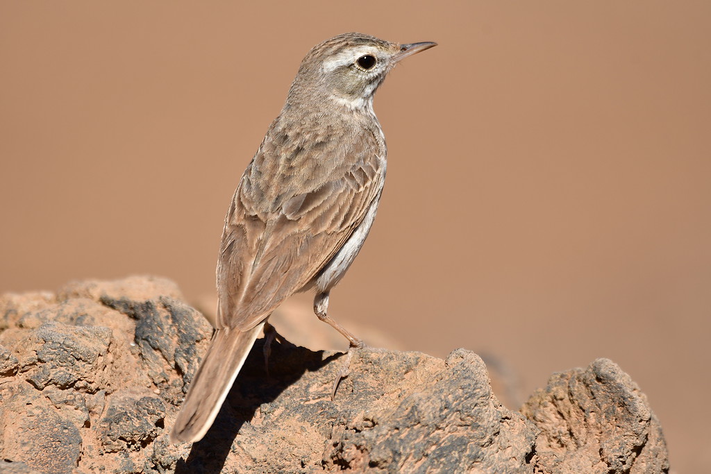 Berthelot's pipit